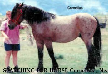 SEARCHING FOR HORSE Cornelius , Near unknown, OR, 00000